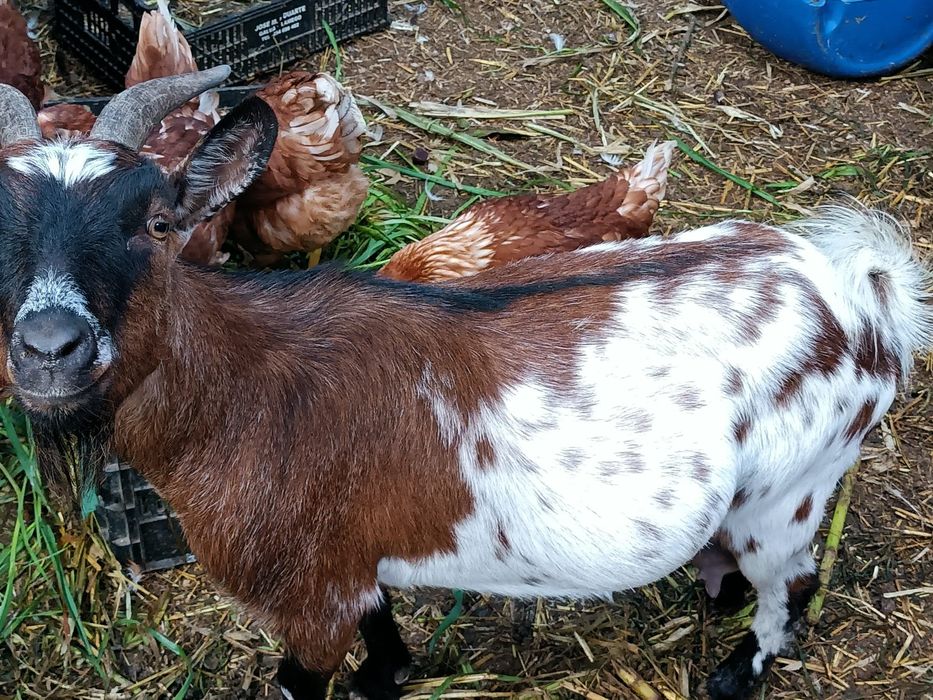 Vendo cabras/bodes anãos