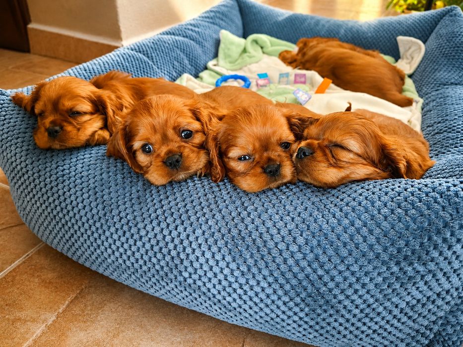 Cavalier King Charles Spaniel