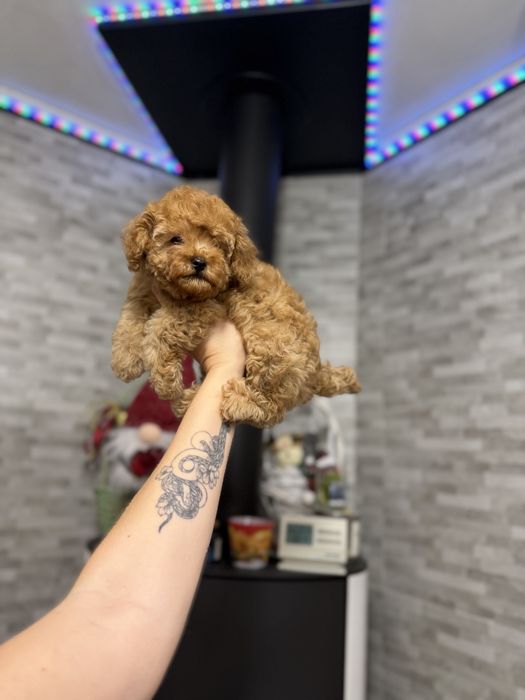 Мальтіпу хлопчик і дівчинка