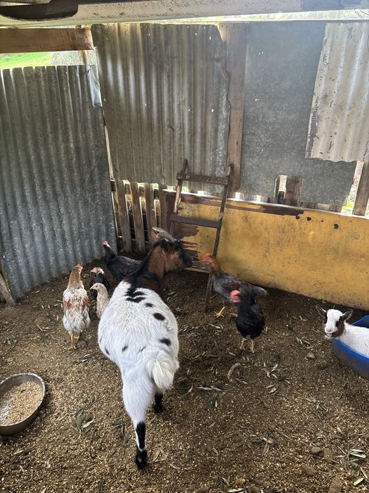 Galos nascidos de ovos verdes