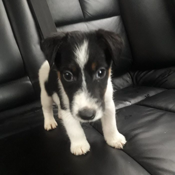 Родословные Щенки Фокс Терьер