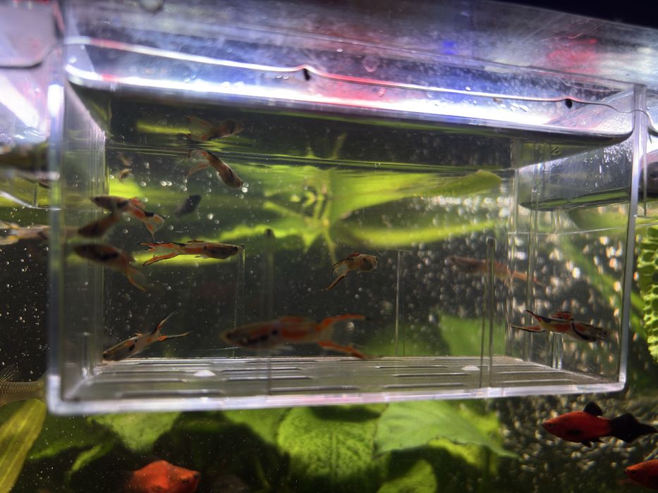 Samce gupika Endlera