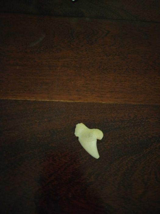 Dente de tubarão