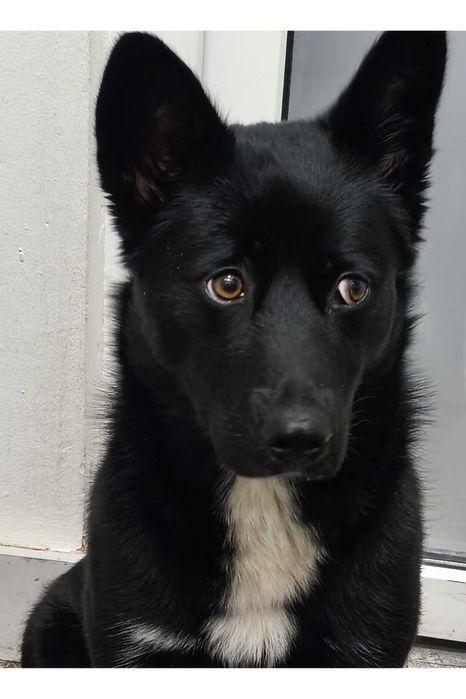 Cykoria  szuka kochającego  domu