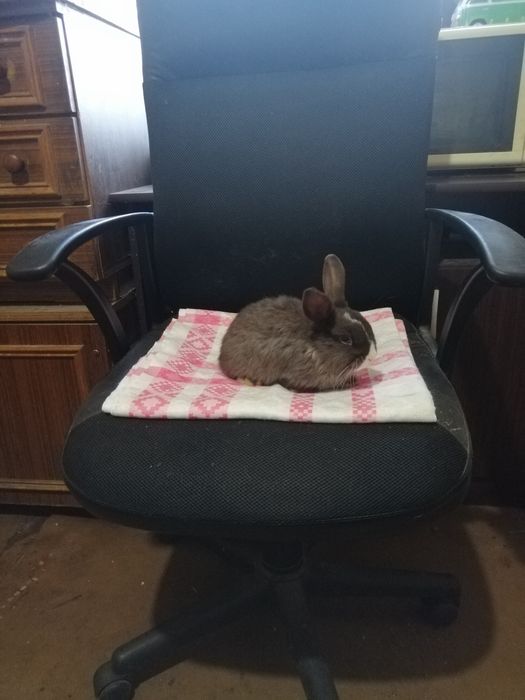 Króliczek karzełek