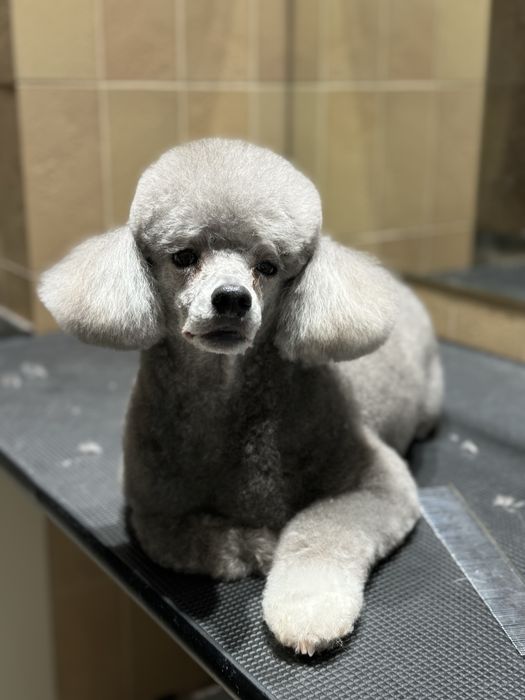 Грумінг на лівому березі