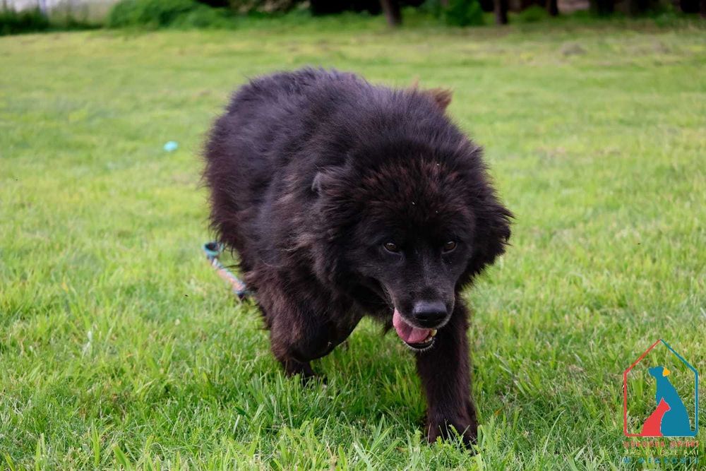 Kochany kudłacz z białą krawatką - patrzy z taką miłością w oczy