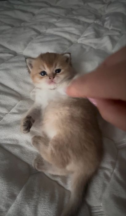 Золотая шиншила  котята