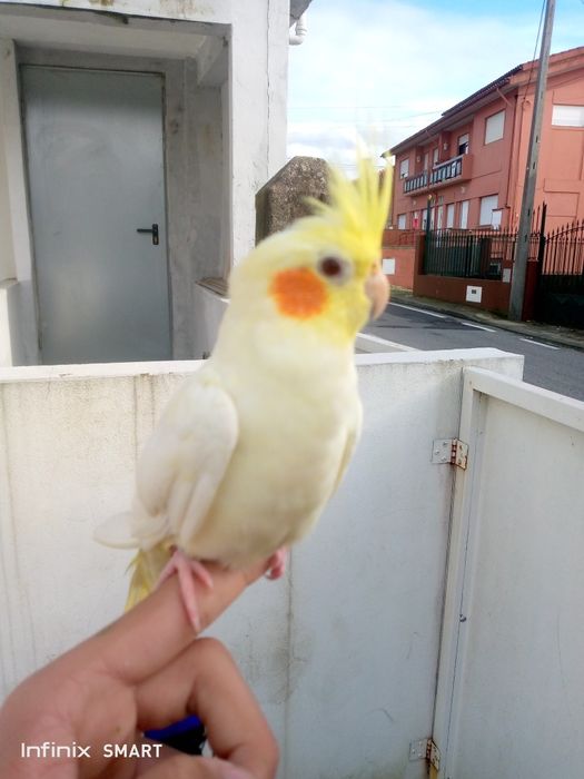 Catrruas Criar na mão