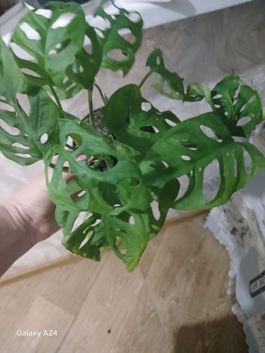 Цикламен  цибуля,фікус,аспарагус,афеландра,манкі