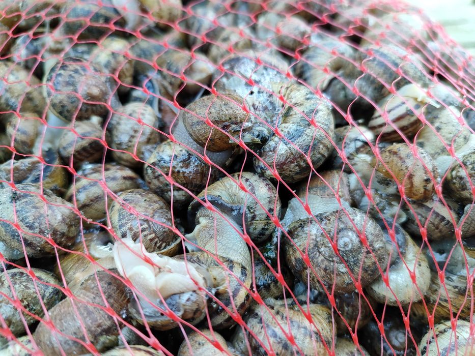 Ślimaki Aspersa Maxima