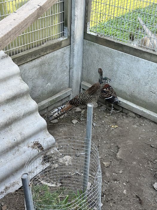 Sprzedam bazanty kasztanowe E L I O T Y z 2025r