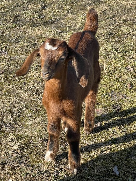 Козенята. Англо-нубійські кізки