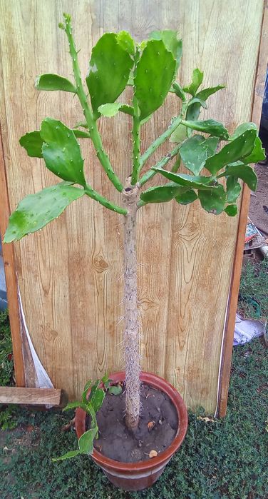 Кактус (Опунция бразильская)