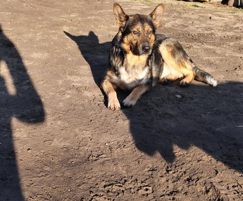 Suczka mieszana- owczarek niemiecki