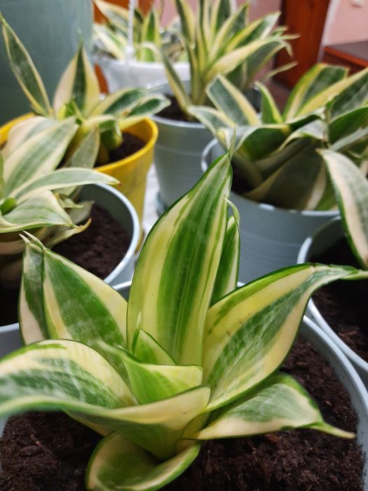 Сансевієрія коротко росла