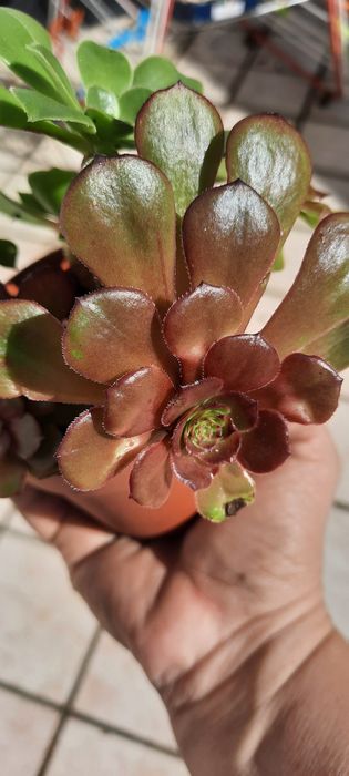 Suculentas saudáveis (aeonium).