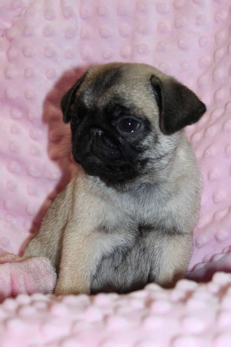 Лапушки милашки мопсяшки