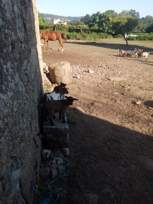 Cabritinhos de raça anã com pais á vista e seus descendentes
