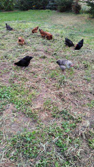 Sprzedaż Odchowanych Kurek Niosek z jajkiem