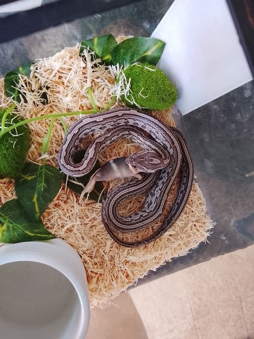 Terrario e corn snake