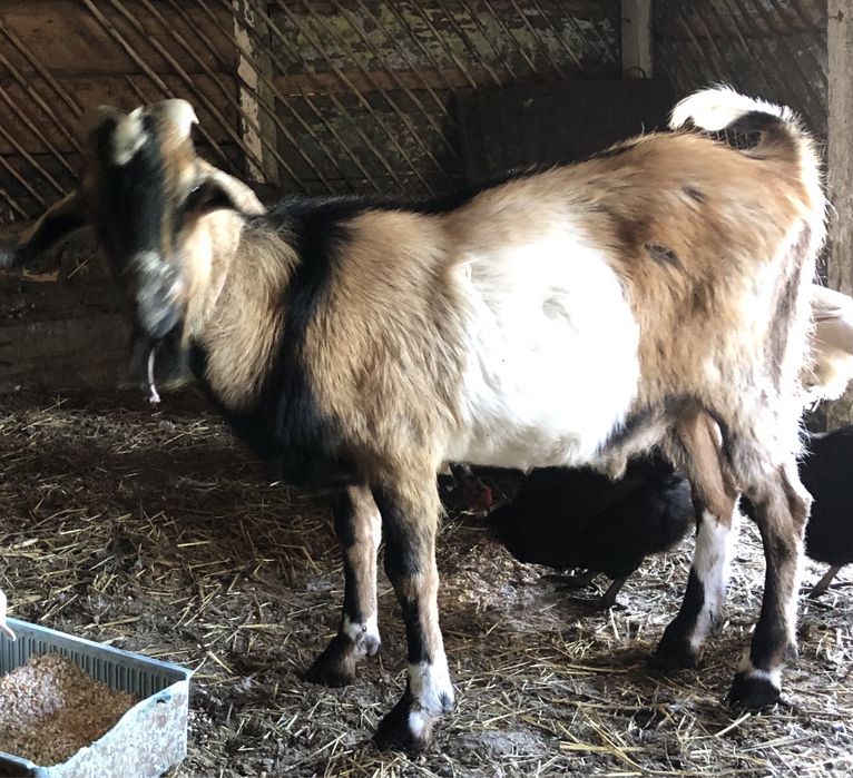 Молодий англо-нубійський цап на племʼя