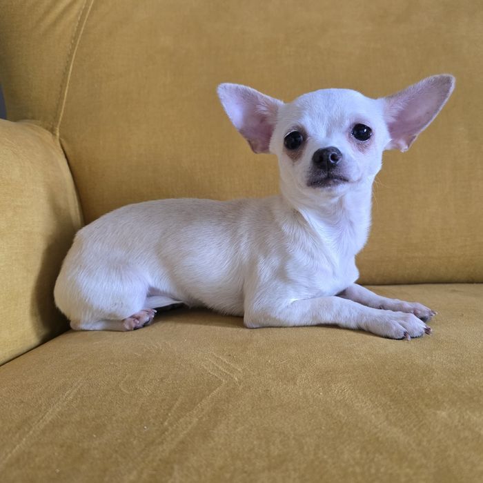 Chihuahua  suczka beżowa komplet szczepień