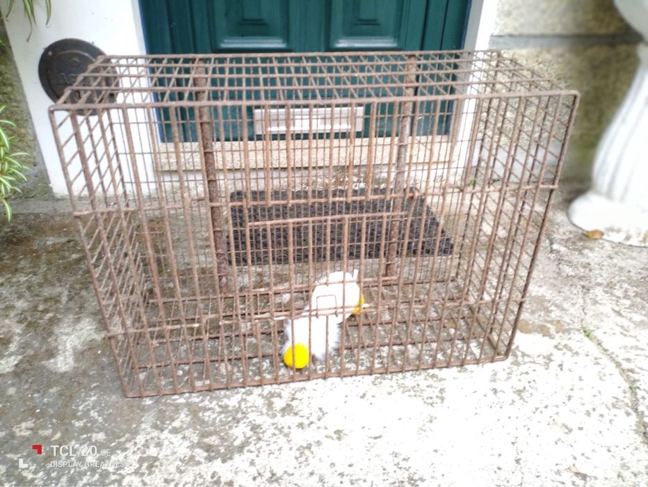 Transportadora de Animais