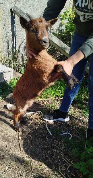 Cabras anãs - Pequeno rebanho