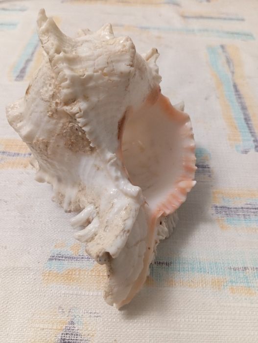 Duża muszla rozkolca (Murex ramosus, Chicoreus ramosus)