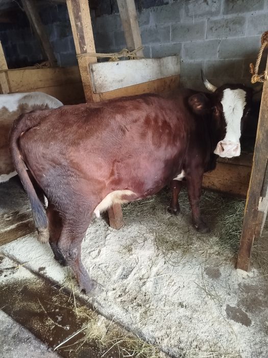 Продам молоду корову калинка