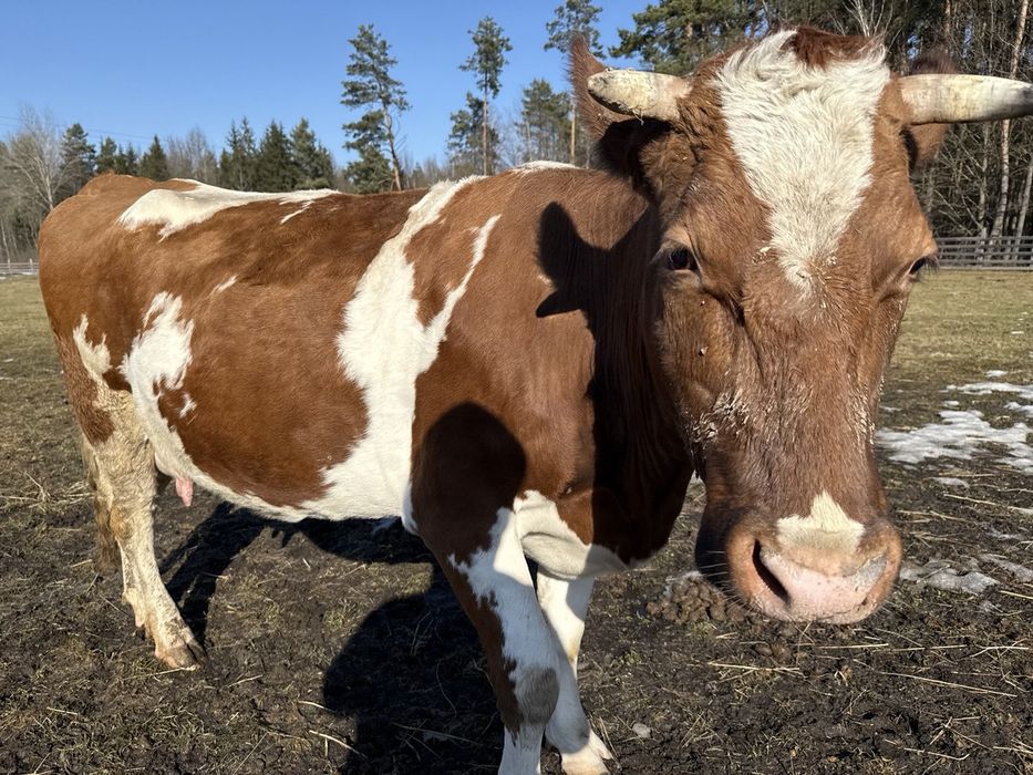 Продам корову 7 років