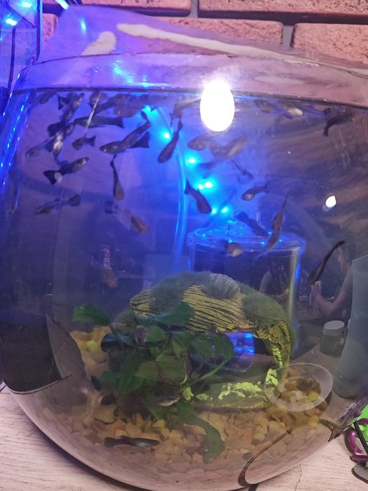 Рибки Гуппі дорослі та місячні