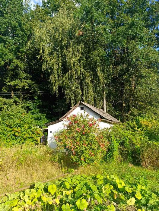 Дача біля лісу, просто поруч - річка Білоус !