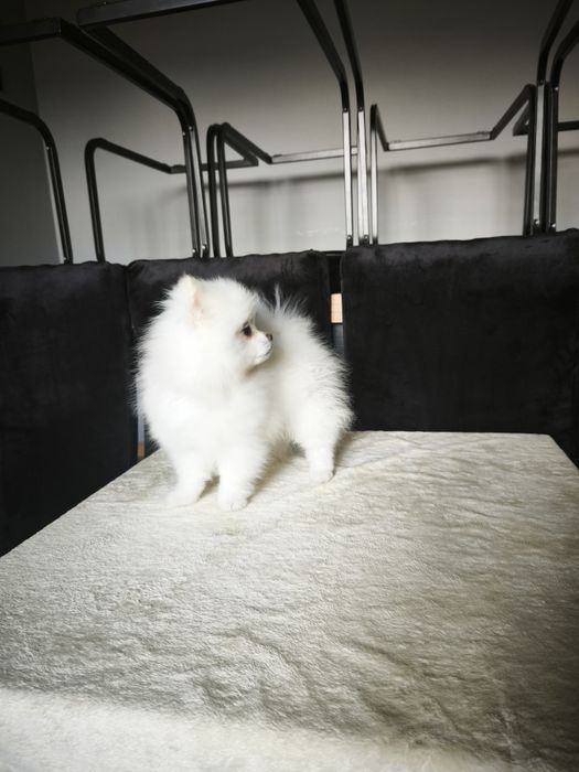Szpic miniaturowy pomeranian