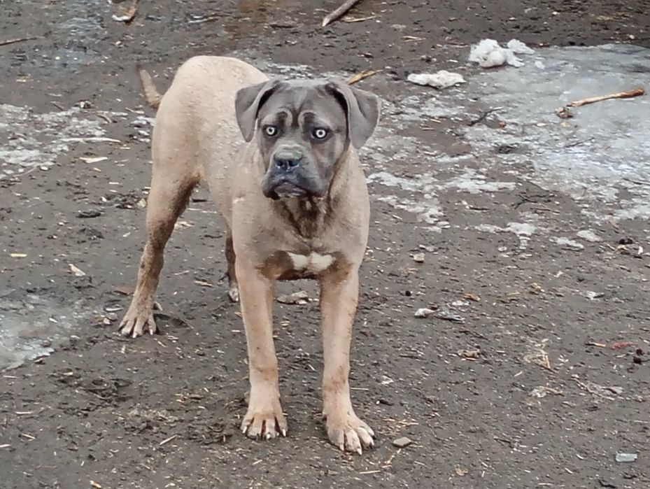 Cane Corso sunia formentino