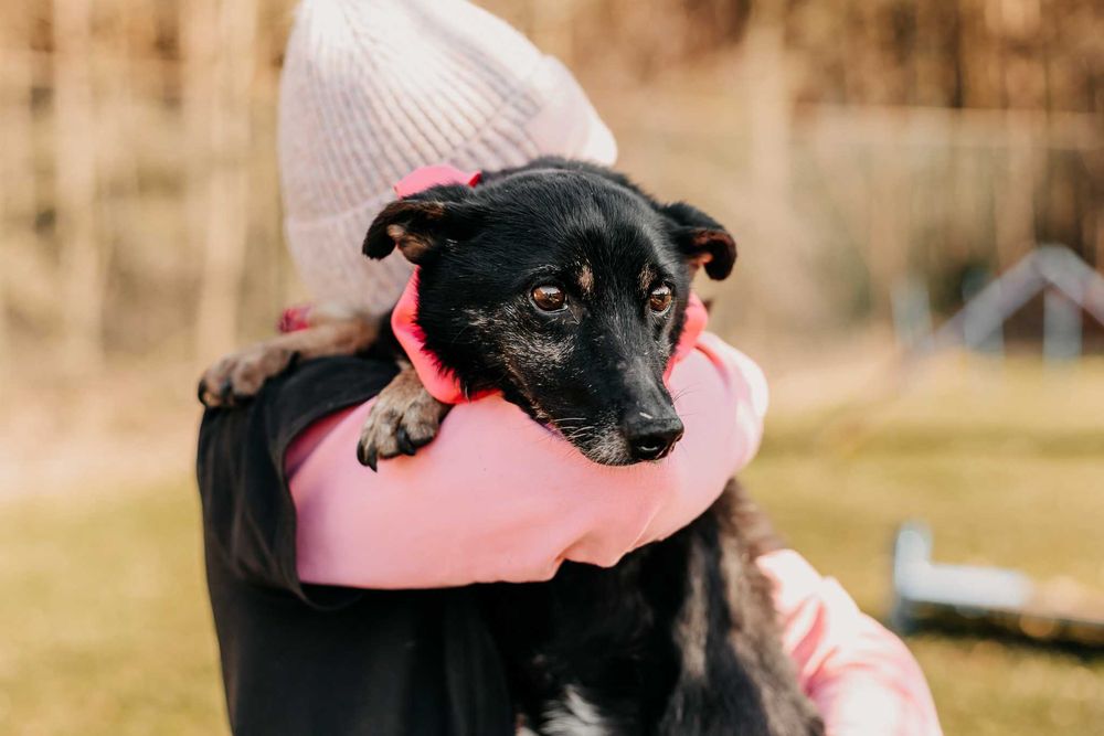 Czy ktoś uratuje Lupiego przed śmiercią w schronisku?