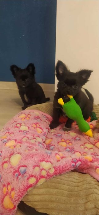 CHIHUAHUA mini suczka prawdziwy rodowód ZKwP (FCI) SUPER OKAZJA !