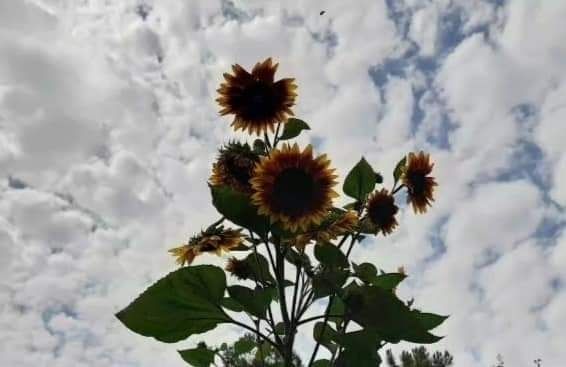 Sementes de girassóis ( girassóis secos) rico alimento para