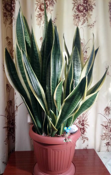 Сансевиерия Футура Суперба (Futura Superba)