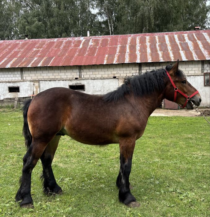Sprzedam Ogierki Zimnokrwiste!!
