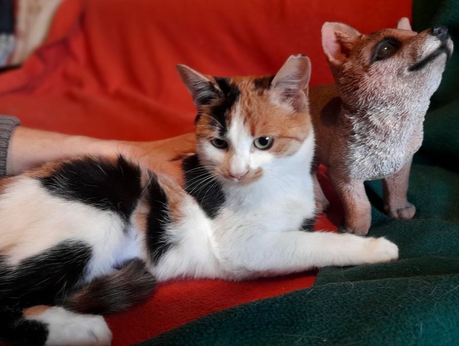 Сестрички кошенята чекають на господарів