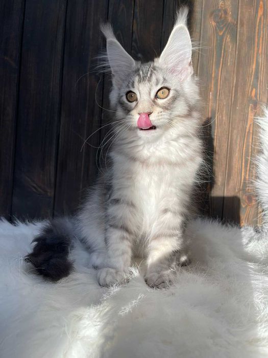 Великолепный Малыш Рамзес из питомника "ST*Olympus Pride"