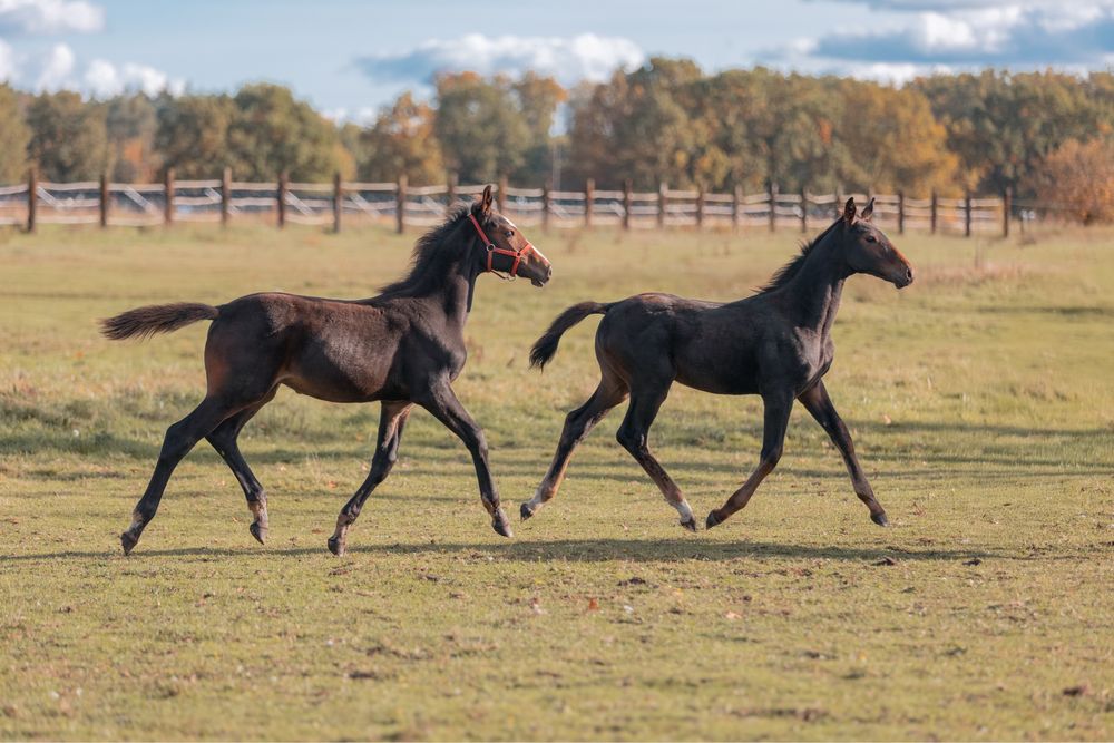 Ogierek 2025 !! Sport !! Top Horse !!