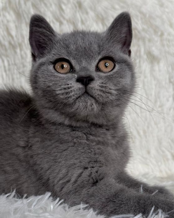 Kotka brytyjska niebieska kocieta koty brytyjskie FIFE FPL rodowod