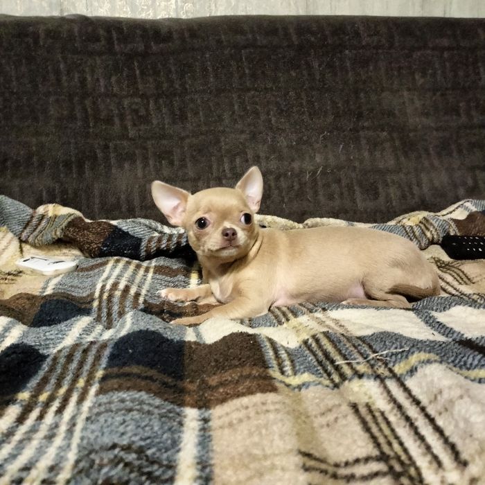 Чистокровные милашки чихуашки