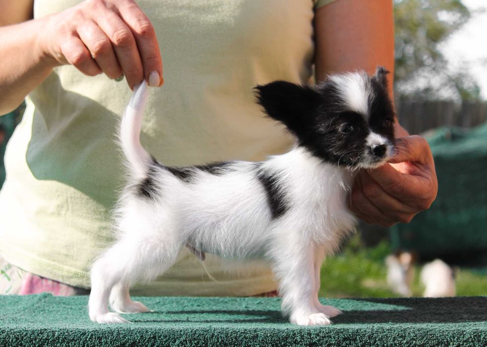 Чемпіонська лінія! Хлопчик мініатюра документи КСУ!