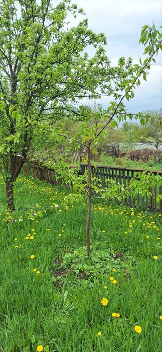 Продам 1/2 дома78 м2 Люботин 20 сот.земельный участок 7 000уе торг