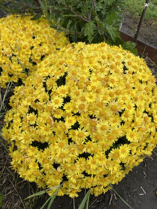 Хризантема мультифлора маточичний кущ