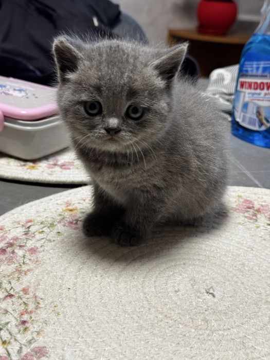 шотландські кошенята